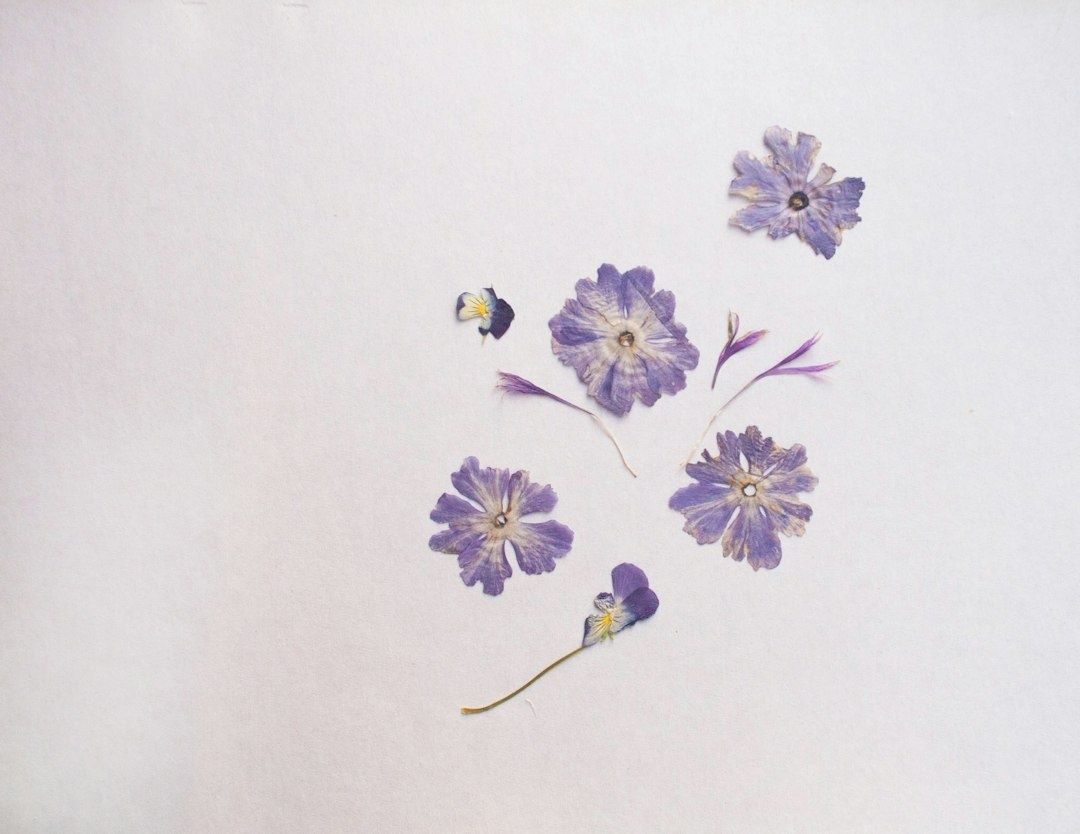 Pressade lila blommor och blomdelar arrangerade på vitt papper